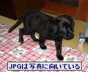 JPGは写真向き